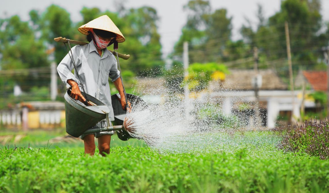 Locals working in vegetable fields Hoi An